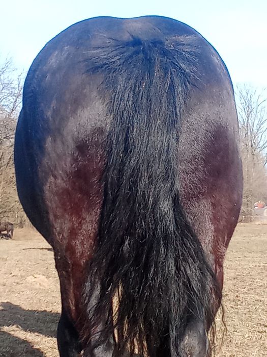 Sprzedam   źrebowke