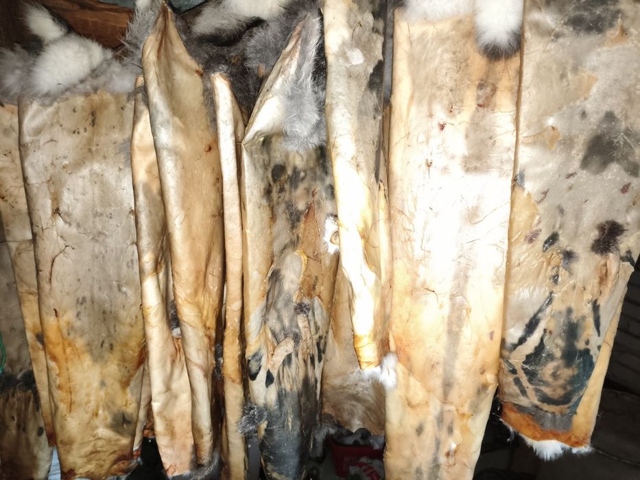 Продам шкурки кроля.