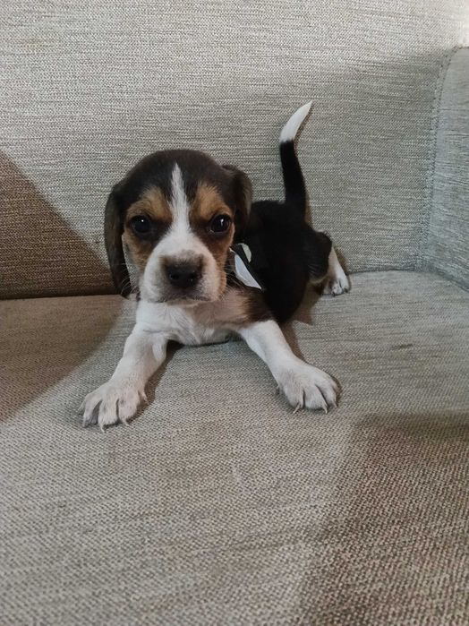 Beagle macho tricolor lindo