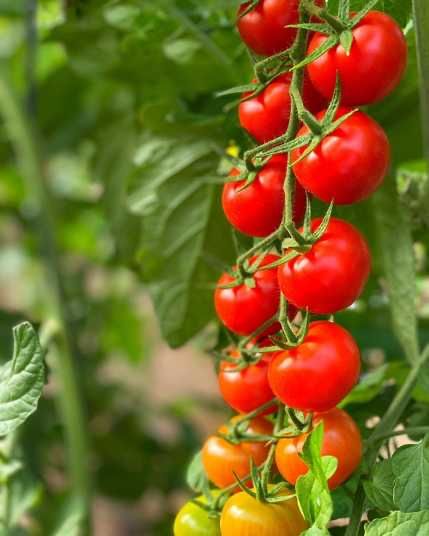 Насіння помідор Янічері F1 Yanicheri F1 Томат Черрі Семена томат