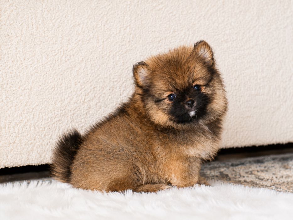 Szpic Miniaturowy Suczka Sable XXS