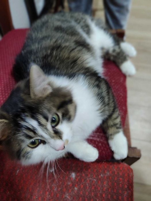 Котик, що говорить