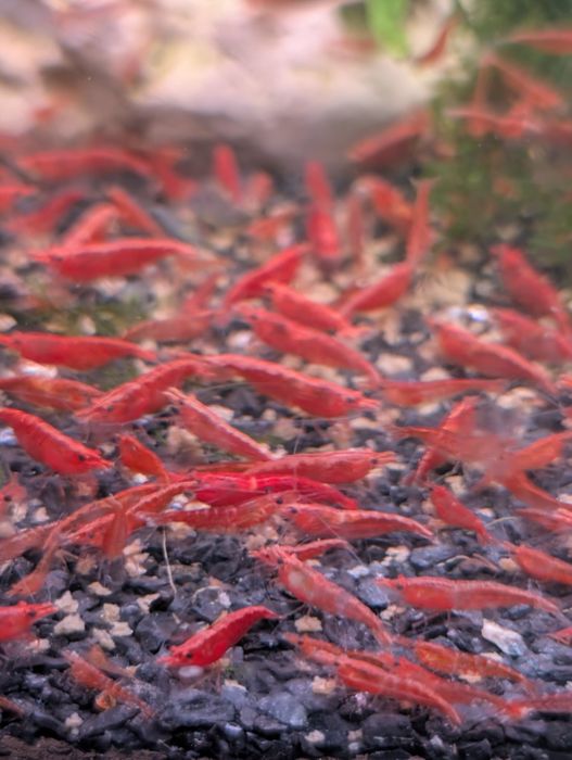 Camarões Neocaridina Red Cherry / Sakura / Red Fire
