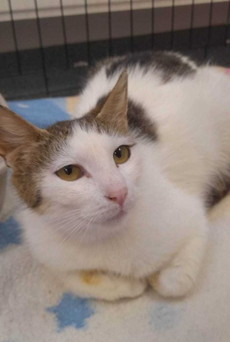 Dzielna kocia mama -Tina. Kto się nią zaopiekuje?