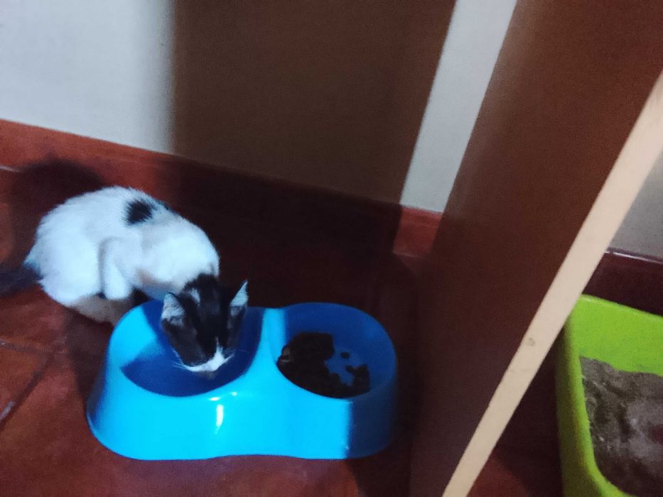 Gatinha para adoção