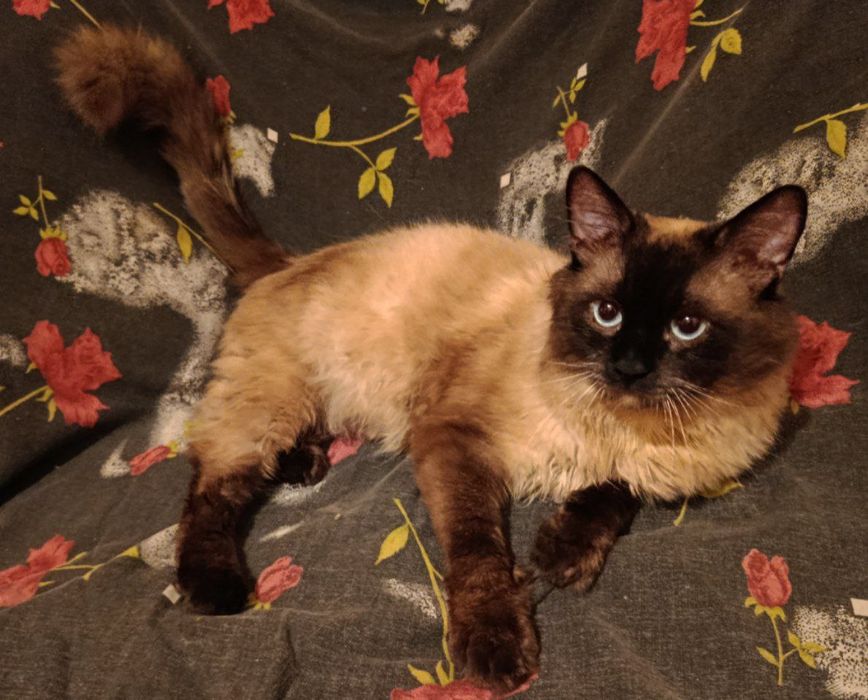 Шоколадный котик