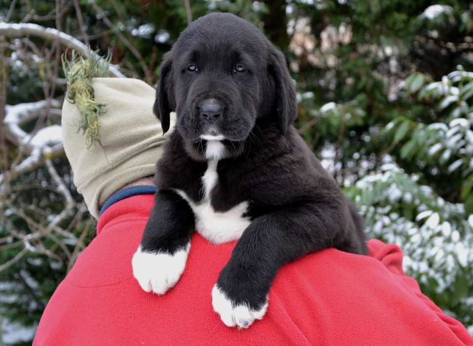 Owczarek środkowoazjatycki FCI