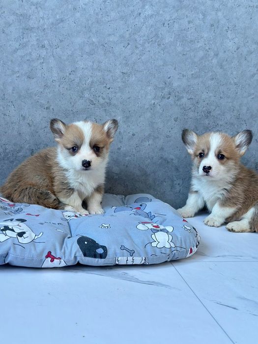 Самі гарні і милі. Вельш Коргі. Без хвостиків руденькі цуцики.