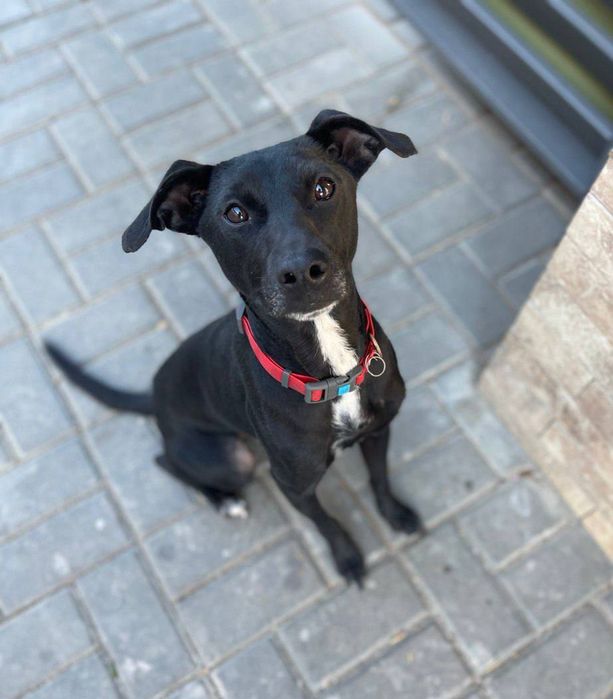 Отдам даром в добрые руки собаку метис бельгийской овчарки