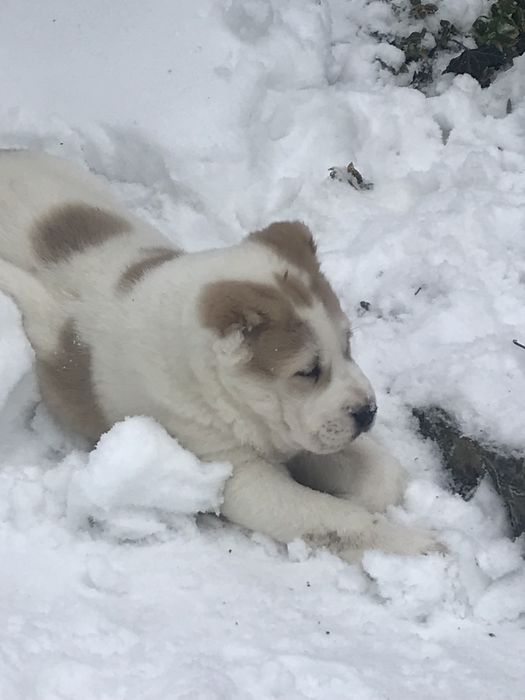 Продаж собаки/щенята алабай