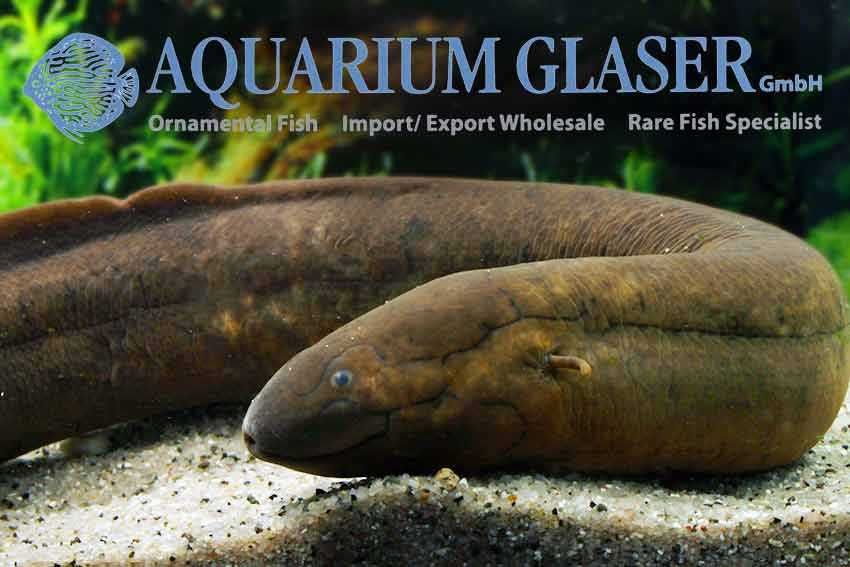 Lepidosiren paradoxus wild