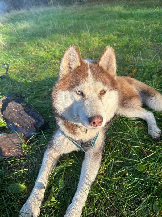 Carmel. Przepiękna ruda suka