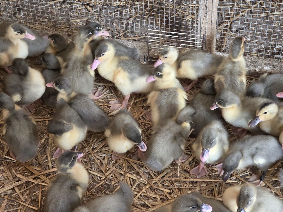 Kaczki pekin maximus niebieski