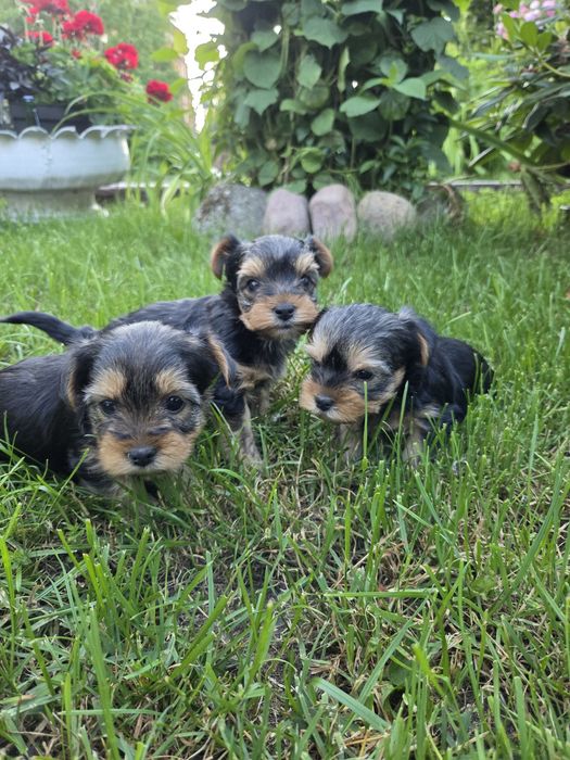 Piesek rasy york terrier