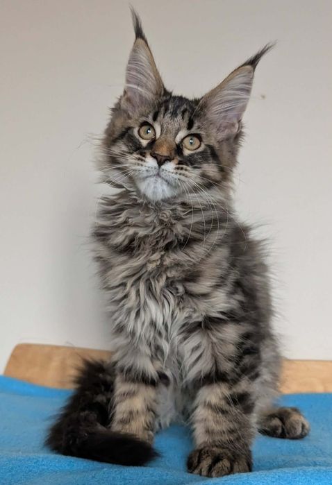 Kocurek Wiewiórek Maine Coon