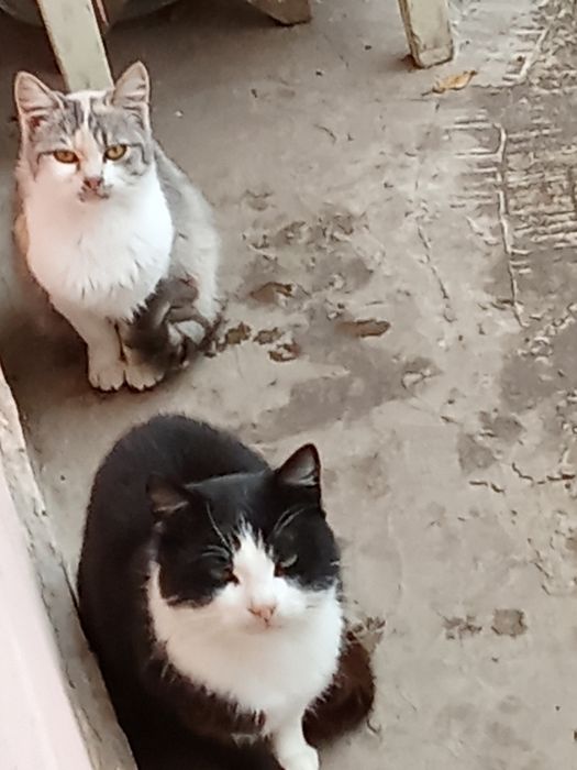 Домашні коти котикі