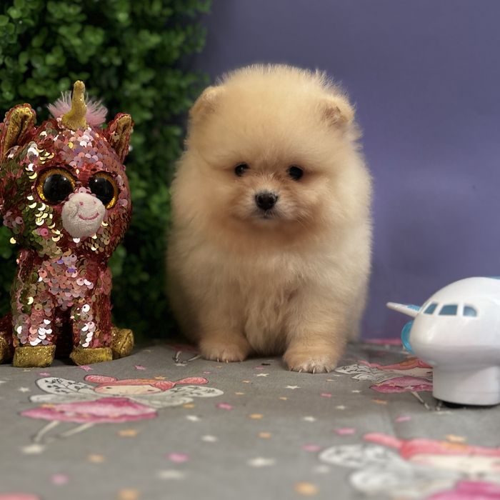 лялькова дівчинка тип ведмедика