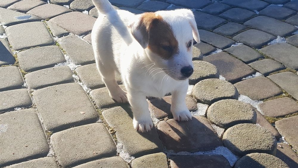 Jack Russell Terrier