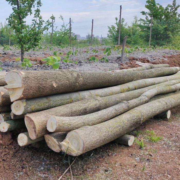 Насіння Павловнії Pao Tong-07 уп 500шт, Семена Павловнии +ПОДАРУНОК