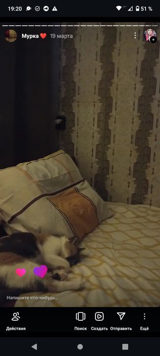 Отдам кошку в добрые руки