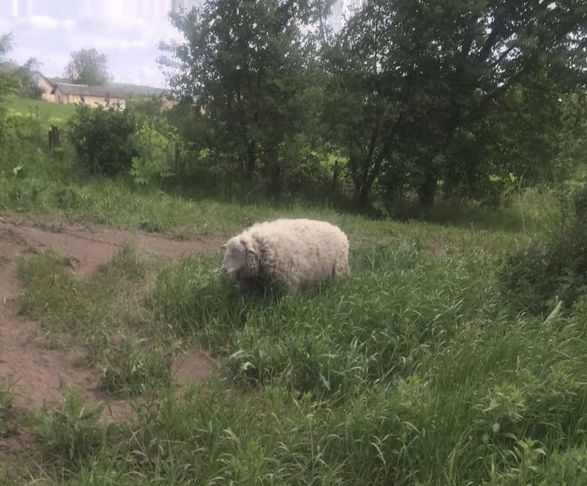 Баран, вік 2 роки