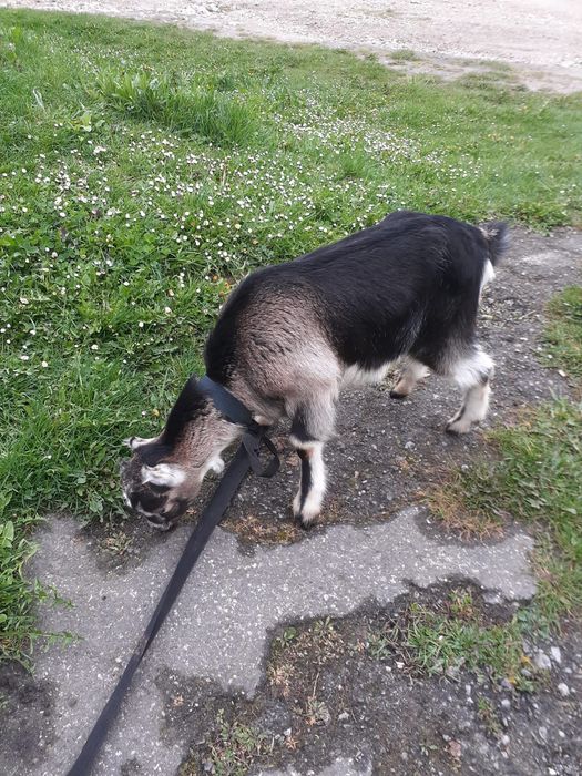 Козичка в добрі руки