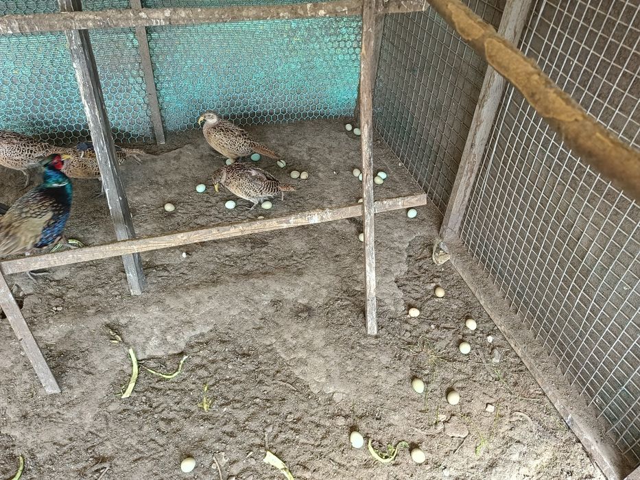 Bazanty kury polne łowne koguty