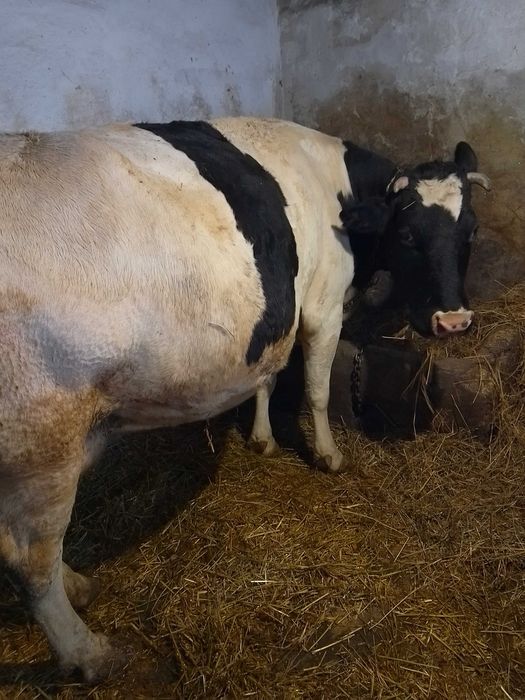 Продаємо  чорнорябу корову