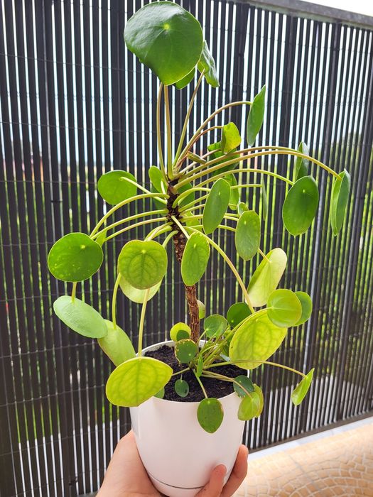 Gęsta Pilea Pieniążek 4w1 (Duża roślina + 3 młode) | 40 cm z osłonką | Jaksonów / Bielany Wr.