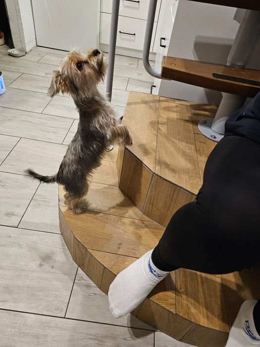 Yorkshire Terrier chlopczyk