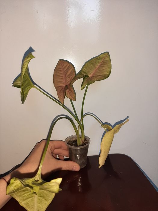 Сциндапсуси епіпремнуми  зріз 20грн монстера Манкі