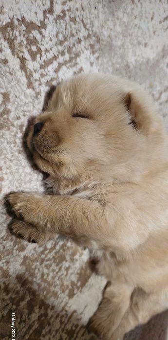 Цуцинята чау-чау