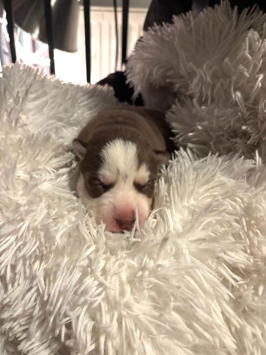 Siberian husky sprzedam