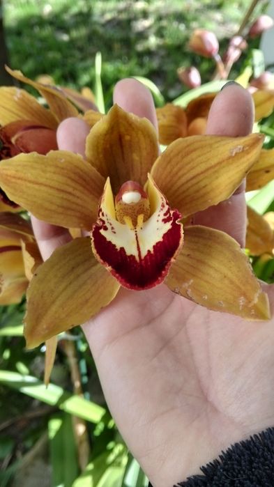 Mudas de orquídeas disponíveis