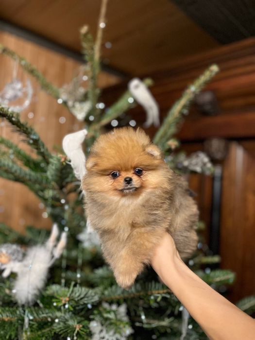 Померанський шпіц дівчинка супер міні ксу