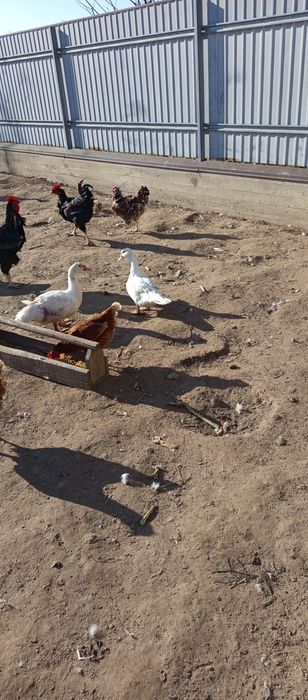 Домашні індоутки