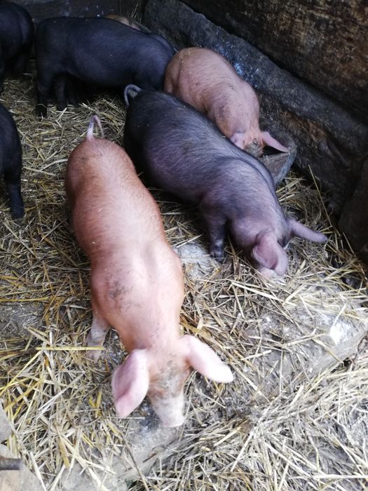 Продам  Поросята