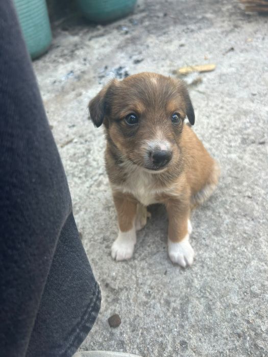 Bebés lindos para adoção responsável