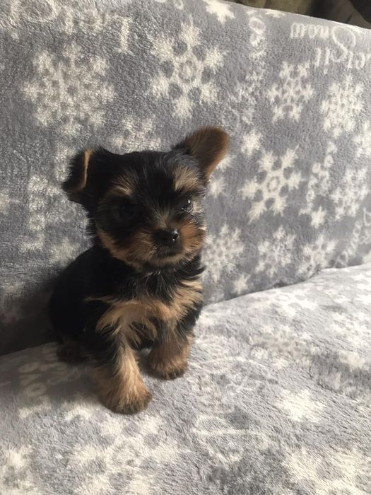 Йорк дівчинка і хлопчик