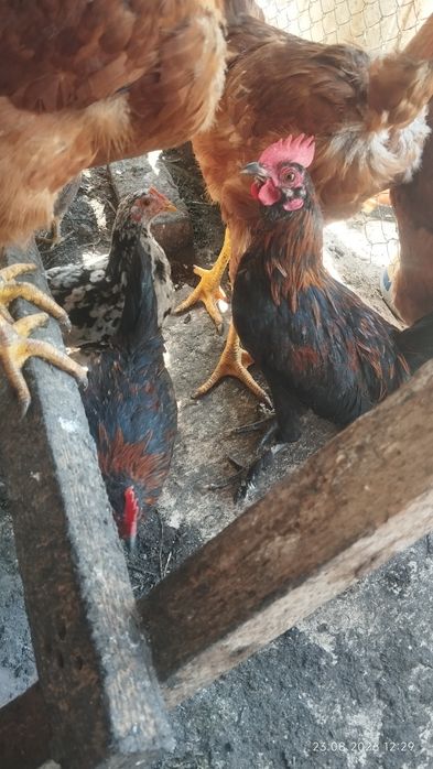 петух карликовый