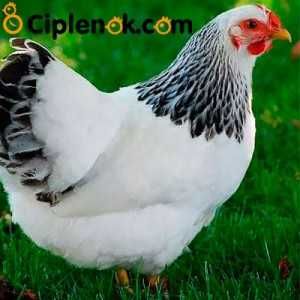 яйцо Адлер серебристый