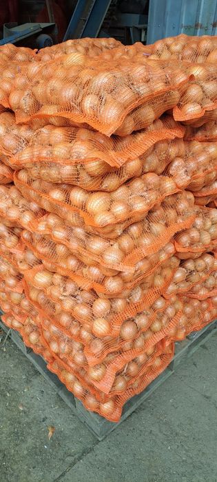 Cebula żółta Fasto z siewu wiosennego