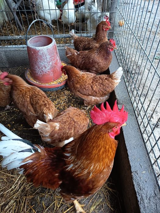 Vendo ovos fecundados de galinhas de raça