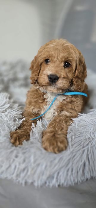 Piesek Cockapoo spaniel pudel cudowny mądry po szkoleniu wczesnohodowlanym
