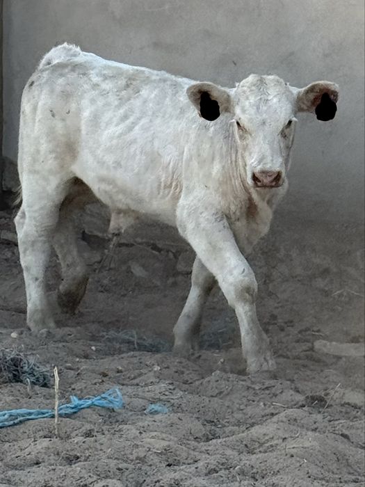 Vitelo blonde macho com 4 meses