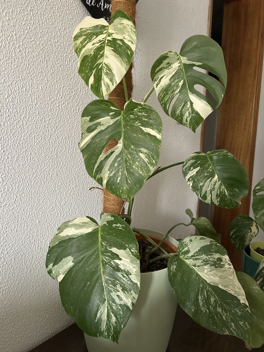 Monstera variegata