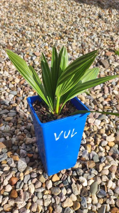 karłatka vulcano - chamaerops humilis Vulcano