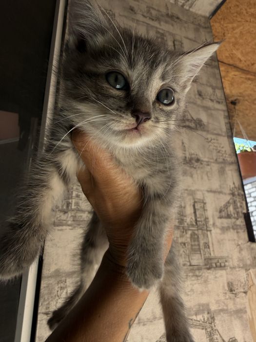 Отдам котят в хорошие руки