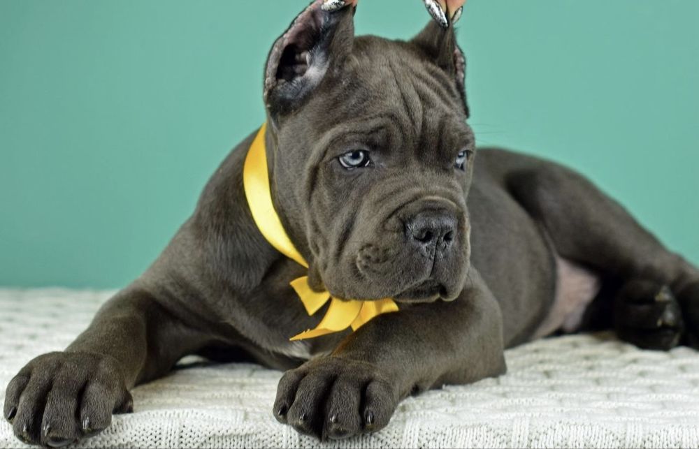 Крутезні купірувані щеночки-Cane corso