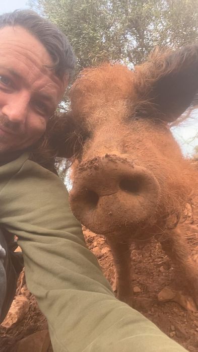 Porcos mangalitsa à venda